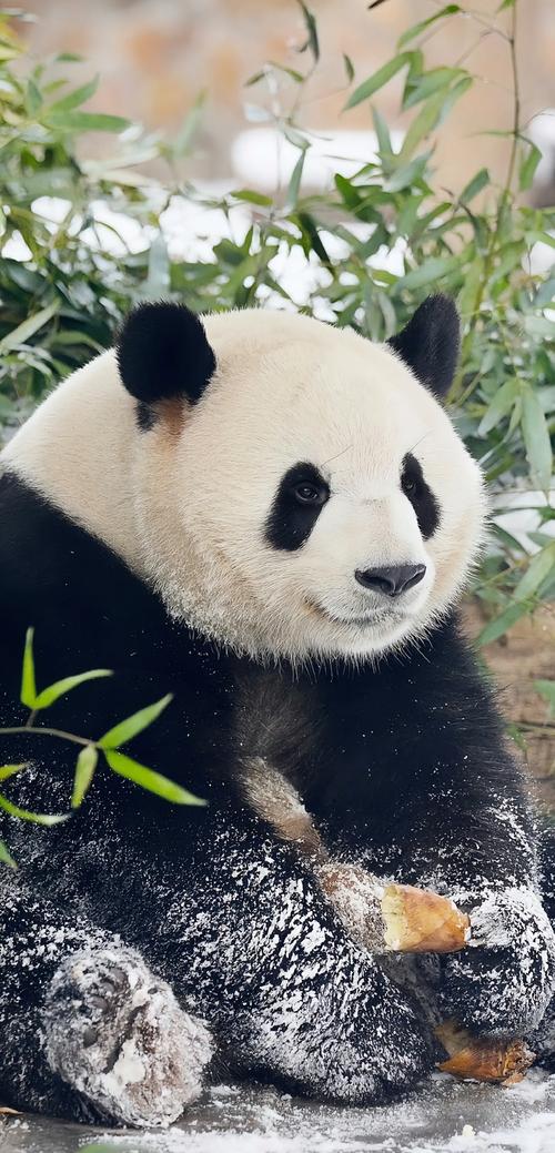 丹丹常识3000题,丹丹的日常-第4张图片-牛逼常识网 丹丹常识3000题,丹丹的日常-第4张图片-牛逼常识网