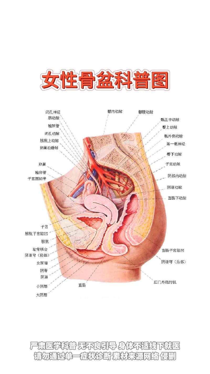 视频生理常识 - 关于生理知识的视频-第4张图片-牛逼常识网 视频生理常识 - 关于生理知识的视频-第4张图片-牛逼常识网