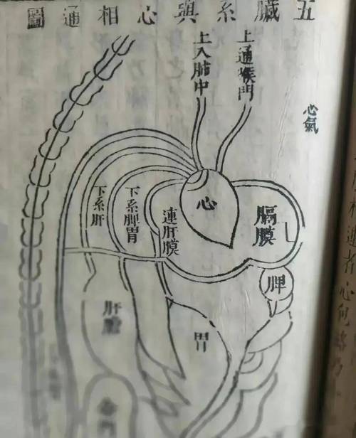 中医解剖常识 - 中医解剖学的基本知识-第5张图片-牛逼常识网 中医解剖常识 - 中医解剖学的基本知识-第5张图片-牛逼常识网