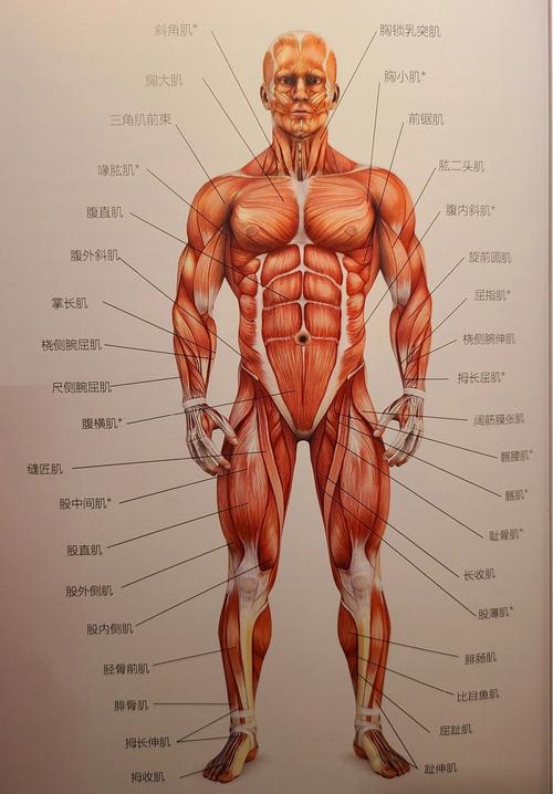 包含人体肌肉常识的词条