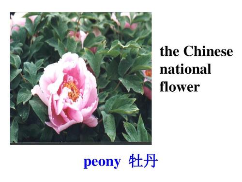 牡丹英文常识,牡丹英文常识大全-第2张图片-牛逼常识网 牡丹英文常识,牡丹英文常识大全-第2张图片-牛逼常识网