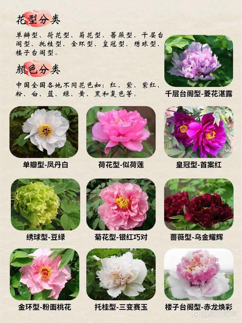 牡丹英文常识,牡丹英文常识大全-第8张图片-牛逼常识网 牡丹英文常识,牡丹英文常识大全-第8张图片-牛逼常识网