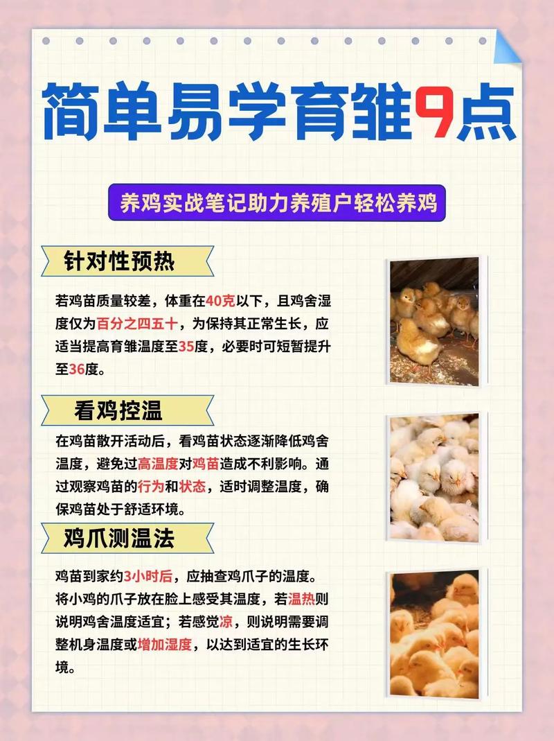 养小鸡的常识,养小鸡的常识是什么-第1张图片-牛逼常识网 养小鸡的常识,养小鸡的常识是什么-第1张图片-牛逼常识网