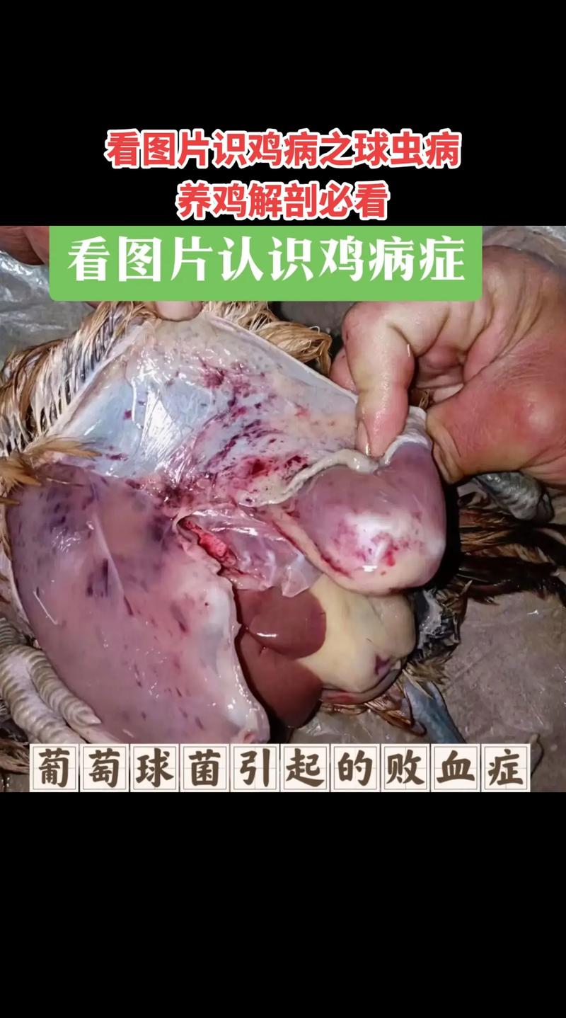 养小鸡的常识,养小鸡的常识是什么-第4张图片-牛逼常识网 养小鸡的常识,养小鸡的常识是什么-第4张图片-牛逼常识网