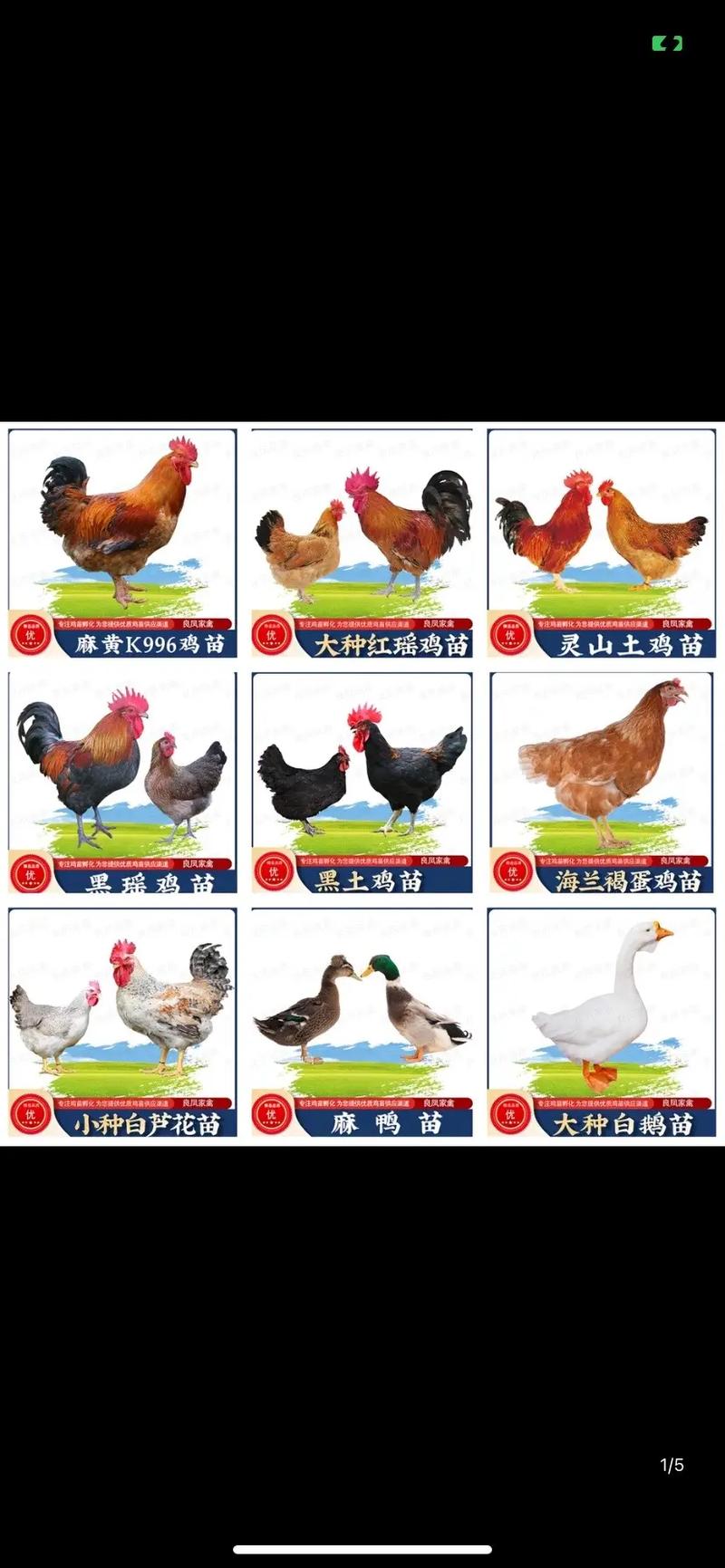 养小鸡的常识,养小鸡的常识是什么-第6张图片-牛逼常识网 养小鸡的常识,养小鸡的常识是什么-第6张图片-牛逼常识网