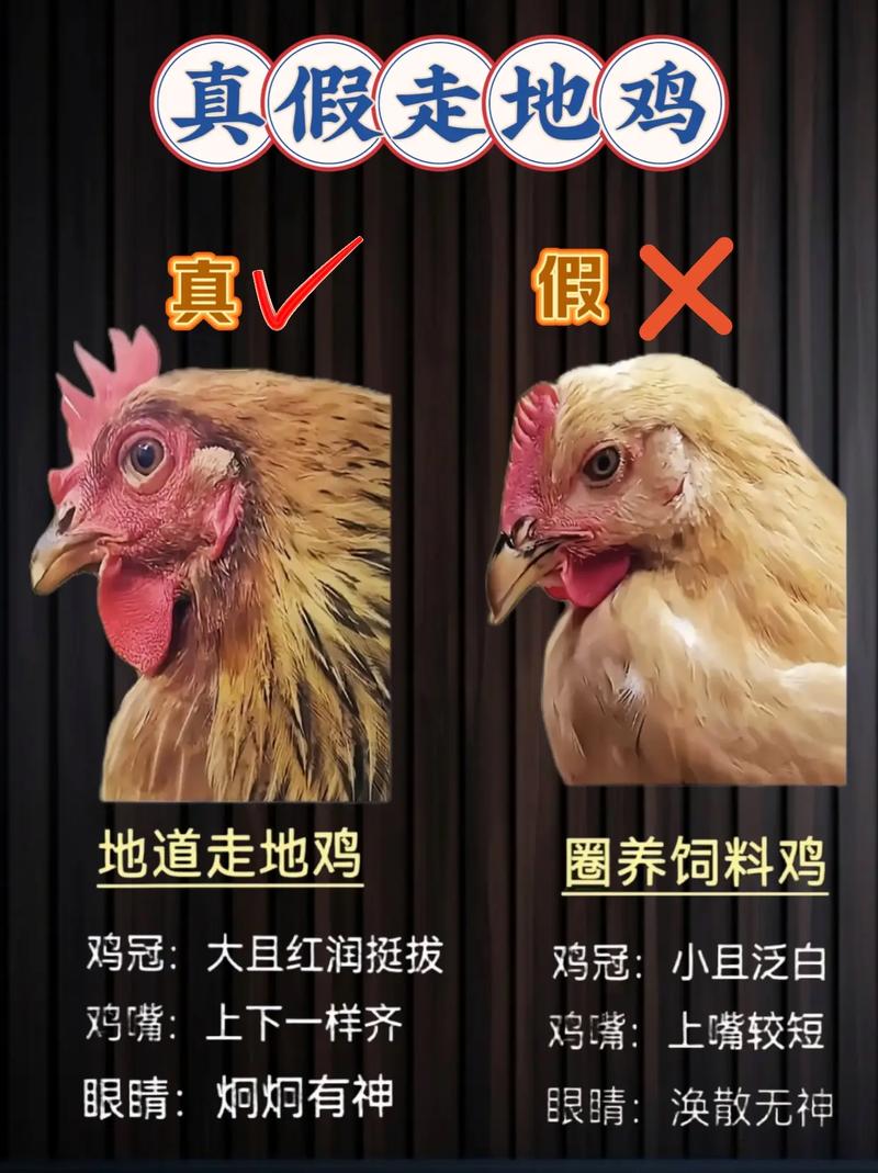 养小鸡的常识,养小鸡的常识是什么-第7张图片-牛逼常识网 养小鸡的常识,养小鸡的常识是什么-第7张图片-牛逼常识网