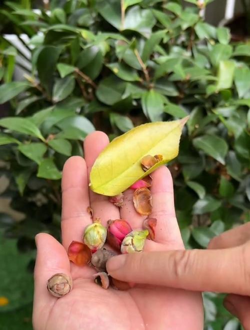 养茶花的常识(养茶花的常识有哪些)-第1张图片-牛逼常识网 养茶花的常识(养茶花的常识有哪些)-第1张图片-牛逼常识网