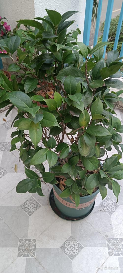 养茶花的常识(养茶花的常识有哪些)-第3张图片-牛逼常识网 养茶花的常识(养茶花的常识有哪些)-第3张图片-牛逼常识网