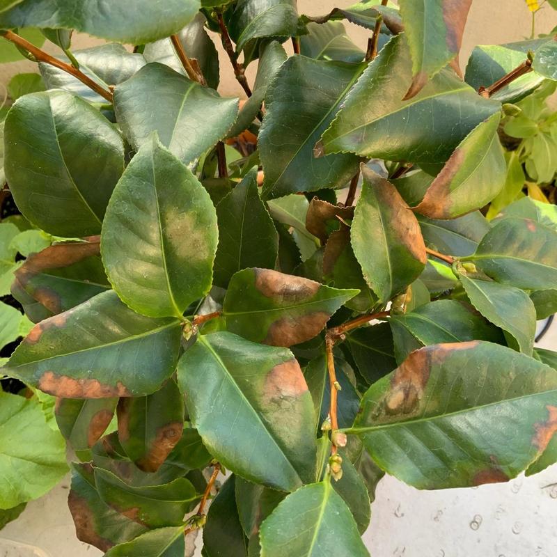 养茶花的常识(养茶花的常识有哪些)-第4张图片-牛逼常识网 养茶花的常识(养茶花的常识有哪些)-第4张图片-牛逼常识网