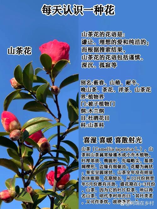 养茶花的常识(养茶花的常识有哪些)-第5张图片-牛逼常识网 养茶花的常识(养茶花的常识有哪些)-第5张图片-牛逼常识网