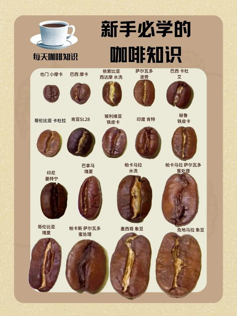 咖啡常识大全答案 - 咖啡常识大全答案图片-第8张图片-牛逼常识网 咖啡常识大全答案 - 咖啡常识大全答案图片-第8张图片-牛逼常识网