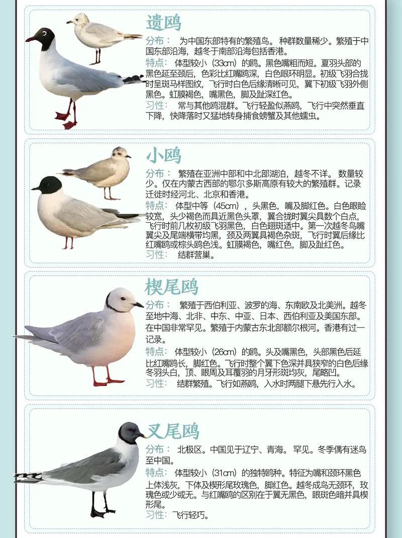 碧蓝之海常识 - 碧蓝之海图鉴-第6张图片-牛逼常识网 碧蓝之海常识 - 碧蓝之海图鉴-第6张图片-牛逼常识网