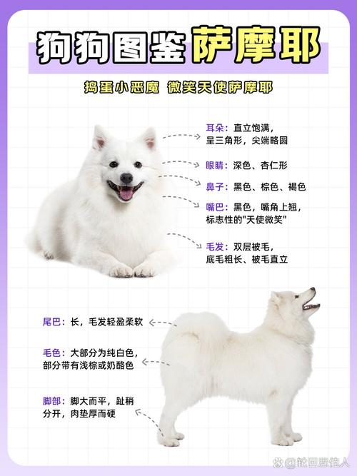 萨摩耶犬怎么样（萨摩耶犬优点和缺点）