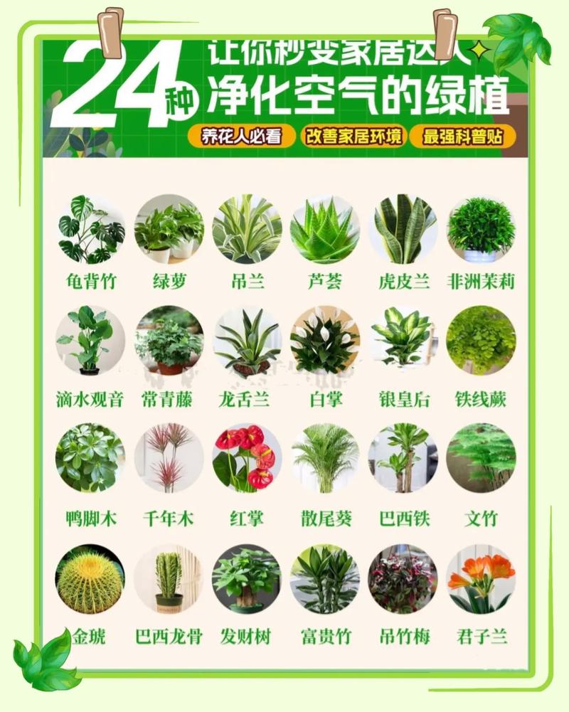 植物生活常识,植物生活常识大全-第6张图片-牛逼常识网 植物生活常识,植物生活常识大全-第6张图片-牛逼常识网