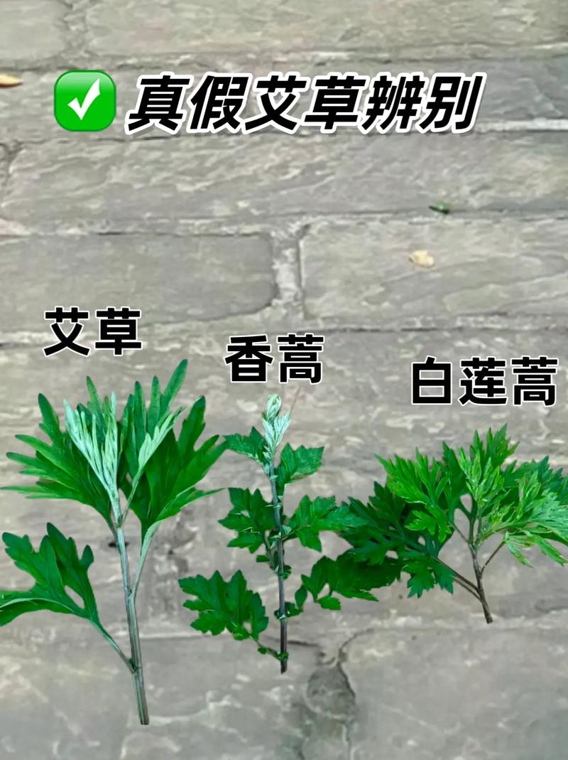 预防艾小常识(预防艾滋病小常识 手抄报)-第3张图片-牛逼常识网 预防艾小常识(预防艾滋病小常识 手抄报)-第3张图片-牛逼常识网