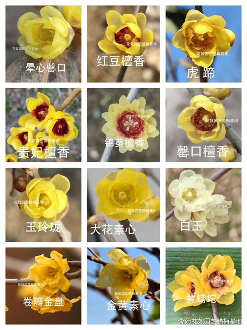 腊梅花的花期多长时间（腊梅花养护知识）