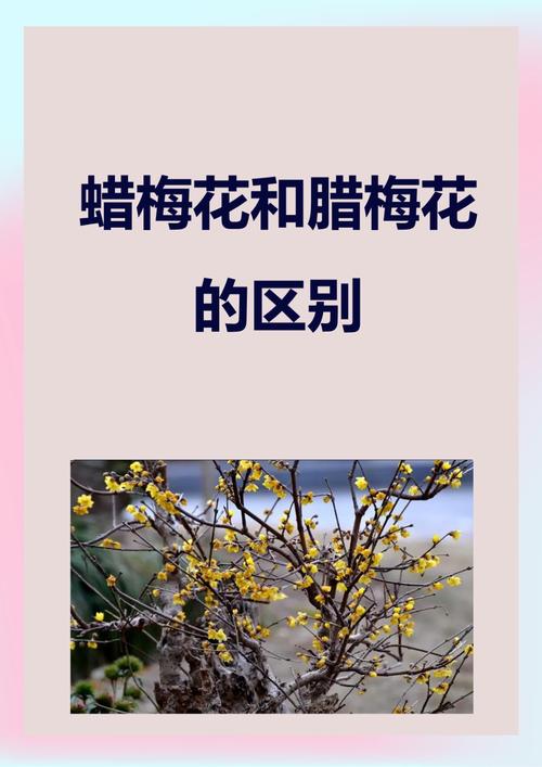 腊梅花的常识 - 腊梅花的花期有多长-第3张图片-牛逼常识网 腊梅花的常识 - 腊梅花的花期有多长-第3张图片-牛逼常识网