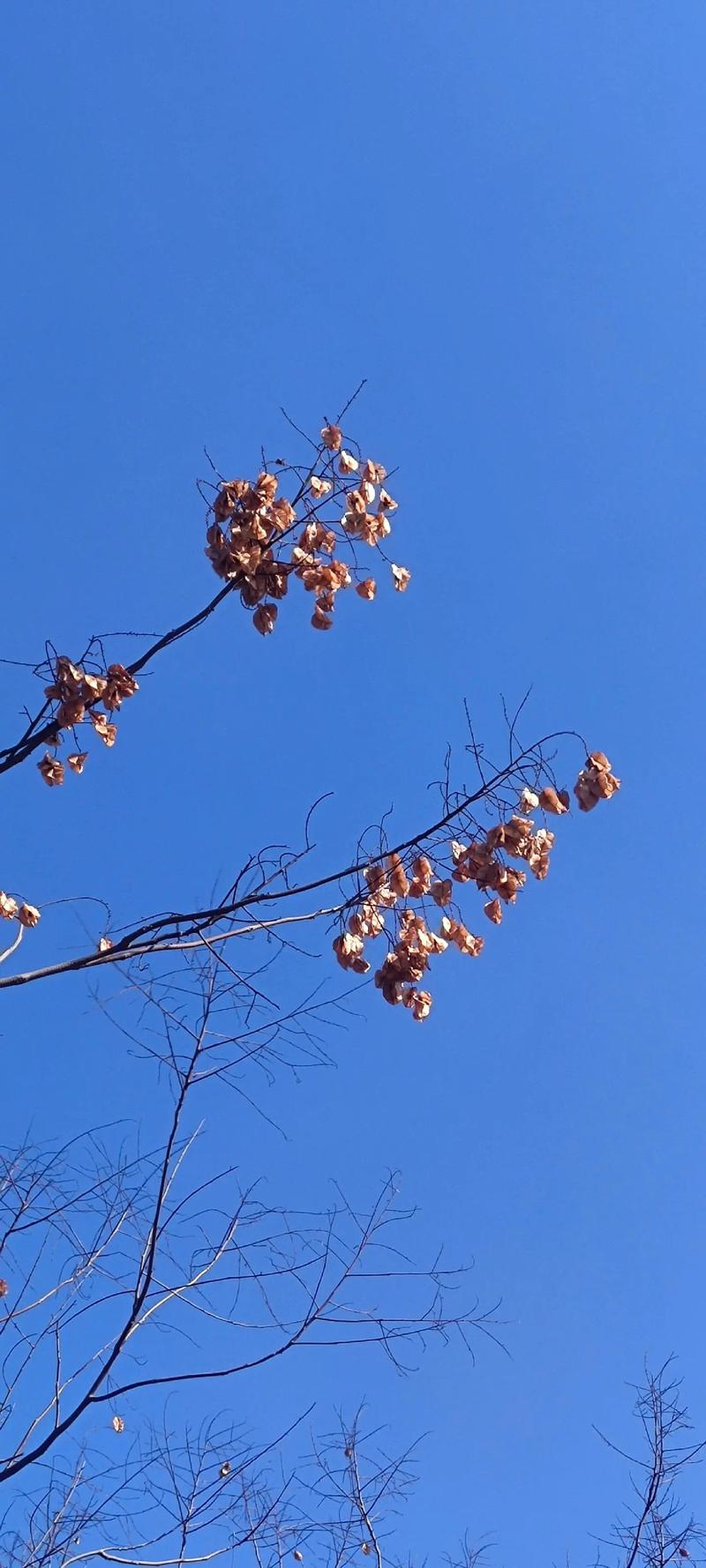 腊梅花的常识 - 腊梅花的花期有多长-第6张图片-牛逼常识网 腊梅花的常识 - 腊梅花的花期有多长-第6张图片-牛逼常识网