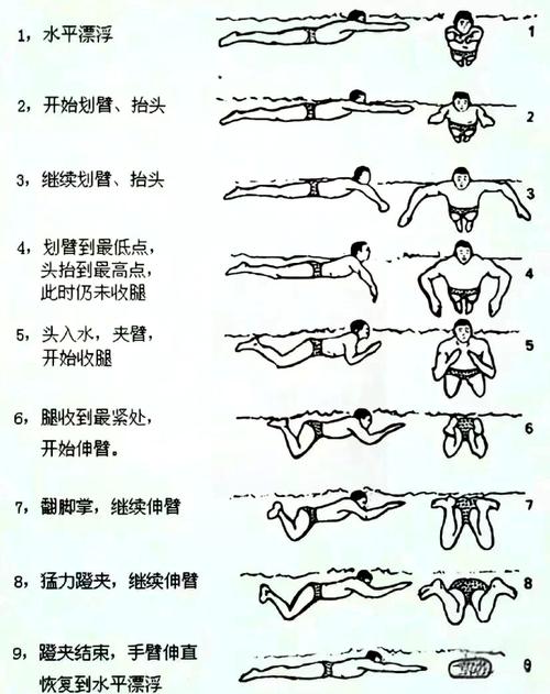 蛙泳基本常识 - 蛙泳的基本技术和注意事项-第2张图片-牛逼常识网 蛙泳基本常识 - 蛙泳的基本技术和注意事项-第2张图片-牛逼常识网