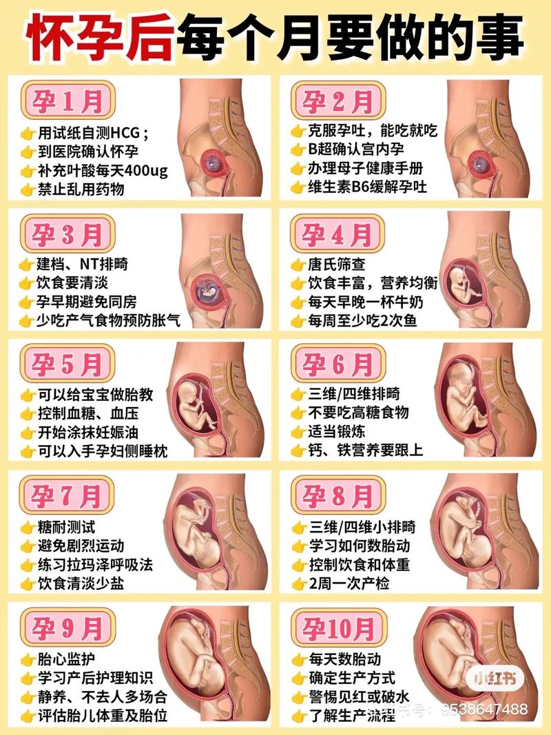 怀孕后小常识,孕妈妈小常识-第4张图片-牛逼常识网 怀孕后小常识,孕妈妈小常识-第4张图片-牛逼常识网
