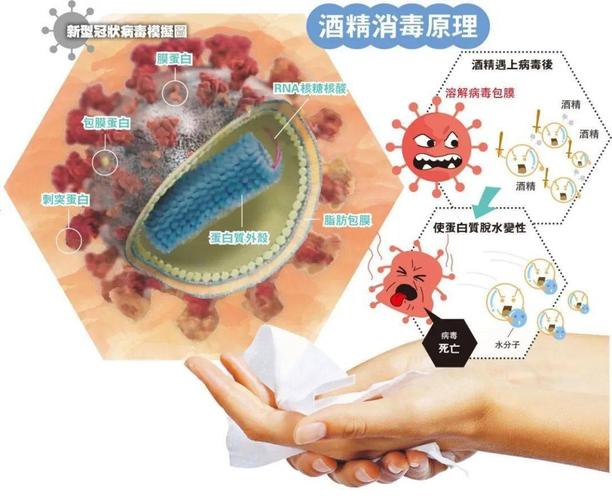 酒精消毒常识 - 酒精消毒常识大全-第5张图片-牛逼常识网 酒精消毒常识 - 酒精消毒常识大全-第5张图片-牛逼常识网
