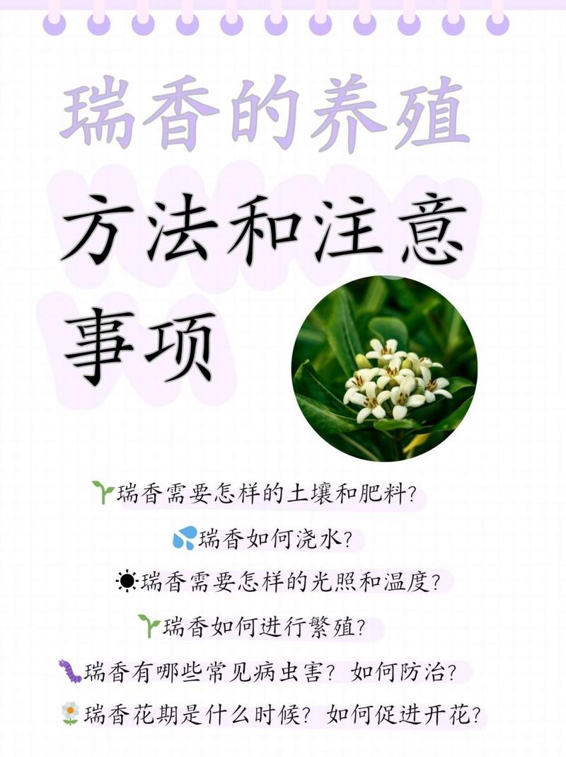 瑞香养殖常识 - 瑞香的养殖方法和施肥-第5张图片-牛逼常识网 瑞香养殖常识 - 瑞香的养殖方法和施肥-第5张图片-牛逼常识网