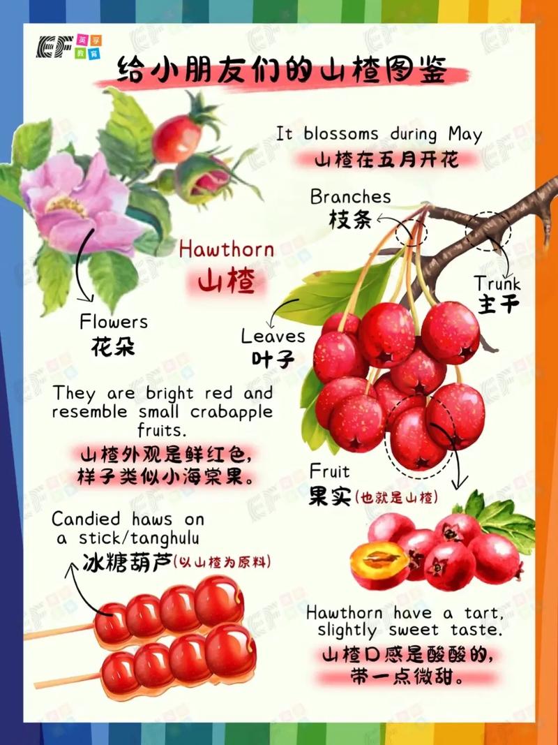 小英语小常识,英语常识性的知识大全小学-第5张图片-牛逼常识网 小英语小常识,英语常识性的知识大全小学-第5张图片-牛逼常识网