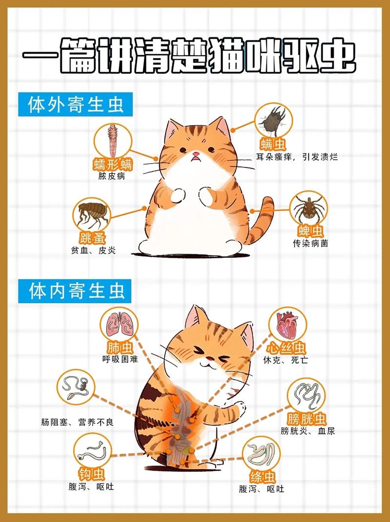 猫咪驱虫常识,猫咪驱虫顺序及注意事项-第5张图片-牛逼常识网 猫咪驱虫常识,猫咪驱虫顺序及注意事项-第5张图片-牛逼常识网